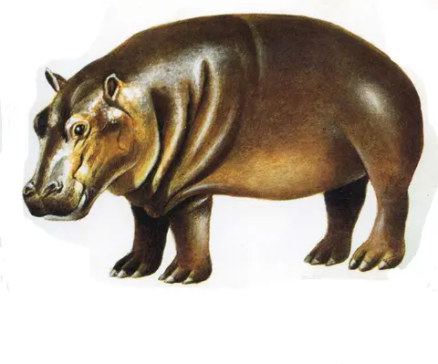 hippopotamus
