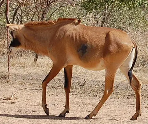 roan antelope