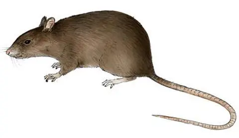 giant Gambian rat