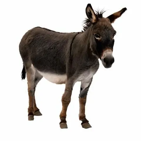 donkey