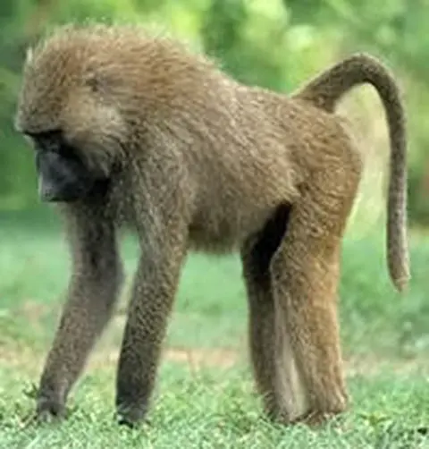 baboon