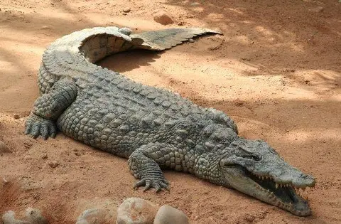 crocodile