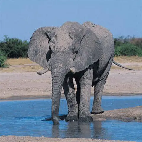 elephant