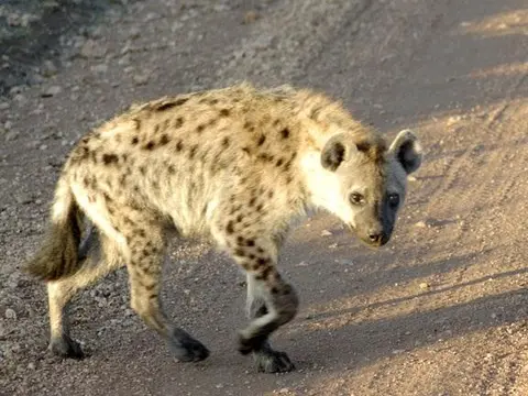 hyena