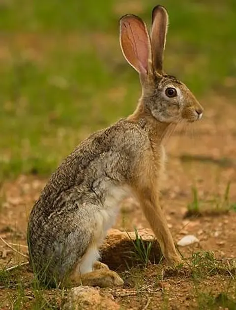 hare (rabbit)